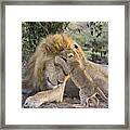 African Lion Cub Playing With Adult Framed Print