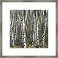 Afternoon Birch Trees #1 Framed Print