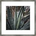 Agaves Plant #1 Framed Print