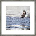 American Bald Eagle 2015-22 #1 Framed Print