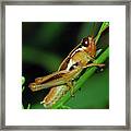 American Bird Grasshopper #1 Framed Print