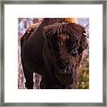 American Bison #1 Framed Print