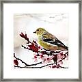 American Goldfinch In Spring Framed Print