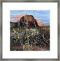 Arizona Desert Flowers-dwarf Indian Mallow #1 Framed Print