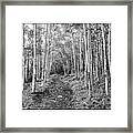 Aspen Forest #1 Framed Print