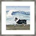 Australian Shepherd At The Beach #2 Framed Print