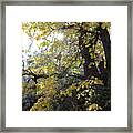 Autumn In Sequoia National Park #1 Framed Print