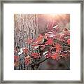 Autumn In The Woods #1 Framed Print