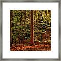 Autumn Woodland #1 Framed Print