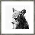 Baby Bear Cub #1 Framed Print