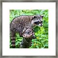 Baby Racoon #1 Framed Print