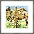 Bactrian Camel, Endangered Species #1 Framed Print