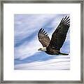 Bald Eagle - 365-12 Framed Print
