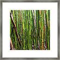 Bamboo #1 Framed Print