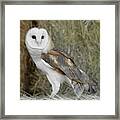 Barn Owl On Hay Framed Print