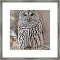 Barred Owl #1 Framed Print