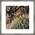 Barrel Cactus #1 Framed Print