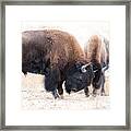 Battle Of The Bison In Rut Framed Print