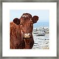 Beautiful Brown Cow On The Burren In Ireland #1 Framed Print