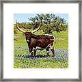 Beautiful Longhorn Bull Framed Print