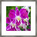 Beautiful Orchids #1 Framed Print