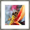 Bee #1 Framed Print