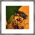 Bee On Flower #1 Framed Print