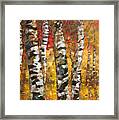 Birch Trees In Golden Fall #1 Framed Print