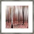 Birchforest In Fall Framed Print