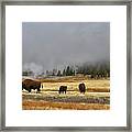 Bison At Old Faithful #1 Framed Print