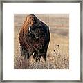 Bison #1 Framed Print
