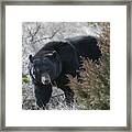 Black Bear #1 Framed Print