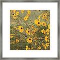 Black-eyed Susans #1 Framed Print