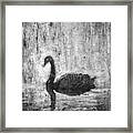 Black Swan Framed Print