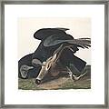 Black Vulture #1 Framed Print