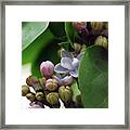 Blooming Lilac #1 Framed Print