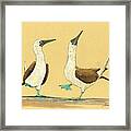 Blue Footed Boobies Framed Print
