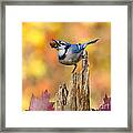 Blue Jay With Acorn #1 Framed Print