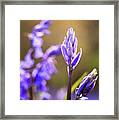 Bluebells #1 Framed Print