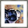 Boston Terrier #13 Framed Print