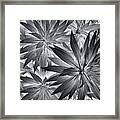 Botanical #1 Framed Print