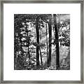 Breaking Through The Canopy #1 Framed Print