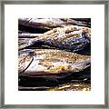 Bream Sea Fish On Grill #1 Framed Print