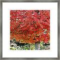 Bright Red Leaves Framed Print