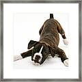 Brindle Boxer Pup #1 Framed Print