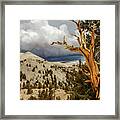 Bristlecone Pine Tree 7 Framed Print