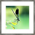 Broad-winged Damselfly, Dragonfly #1 Framed Print