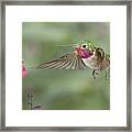 Broadtail Hummingbird And Salvia #1 Framed Print