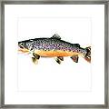 Brown Trout #1 Framed Print