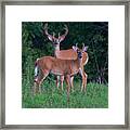 Buck Father And Son #1 Framed Print